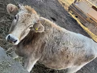 Kuh, Swiss cattle — Foto 3