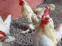 Chickens — Foto 4