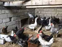 Chickens — الصورة 4