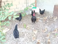 Chickens — 2-rasm