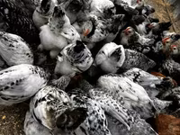 Chickens — 1-сурет