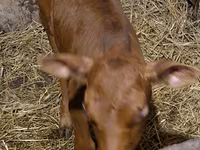 Bull, Simmental cattle — photo 8