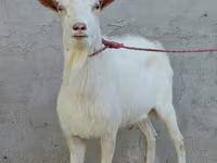 تيس, Dutch Landrace goats — الصورة 3