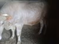 Toro, Ganado vacuno — foto 3