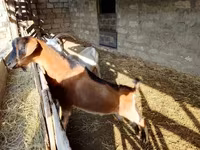 बकरा, Alpine goat — फ़ोटो 1