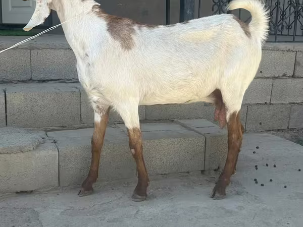 Cabra, Beetal goats