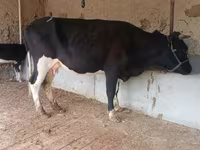 Vaca, Latvian Blue cattle — foto 8