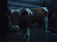Rinder (Partie, Geschlecht nicht angegeben), Simmental cattle — Foto 2