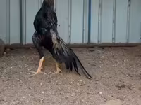 डॉमिनेंट — फ़ोटो 6