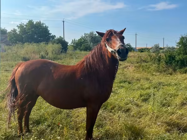 Mare, Horses