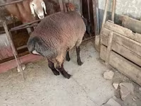 كبش, Blackheaded Persian sheep — الصورة 8