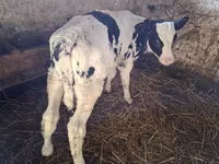 ثور, Russian Black pied cattle — الصورة 2