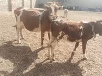 Sigir, Simmental cattle — 1-rasm