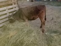 Vaca, Ganado vacuno — foto 1