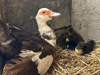 Ducks — foto 3