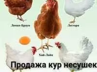 Chickens — الصورة 2
