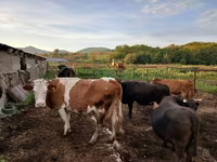 بقرة, Simmental cattle — الصورة 6
