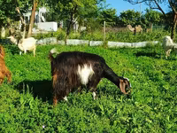 Echki, Saanen goat — 4-rasm