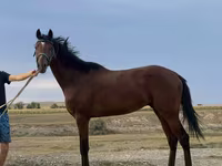 公马, Arabian horse — 照片 1