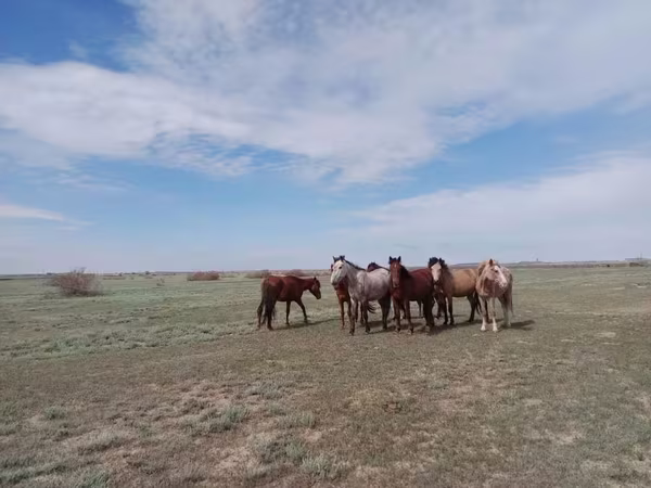 Madyan, Kazakh horse