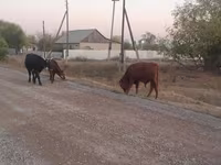 ثور, الماشية — الصورة 5