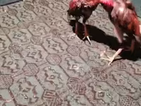 Chickens — Foto 1