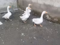 Geese — foto 1