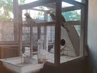 Nimfa (Cockatiel) tutuquşuları və quşlar üçün geniş qəfəs dəsti — Foto 4