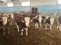 Buğa, Simmental cattle — foto 3