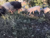 Eber, Schweine — Foto 1