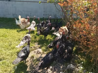 Turkeys — फ़ोटो 3