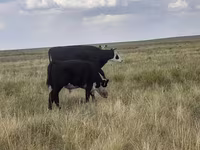 Qoramol (partiya, jinsi ko‘rsatilmagan), Simmental cattle — 5-rasm