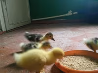 Ducks — Foto 1