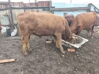 Bull, Cattle — photo 3