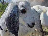 Dişi keçi, Nubian Goat — foto 1