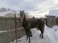 Кобыла, Орловский рысак — фото 4