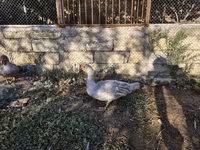Ducks — Foto 4