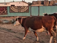 Kuh, Latvian Blue cattle — Foto 2