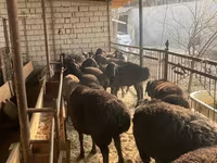 Oveja, Ovejas — foto 7