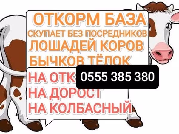 Pferde