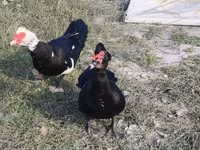 Hausente — Foto 4