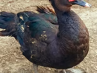 Ducks — फ़ोटो 2