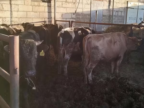 Бұқа, Simmental cattle