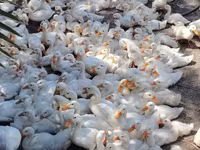 Ducks — foto 3