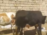 Vaca, Ganado vacuno — foto 1