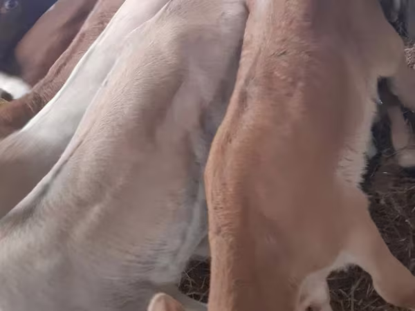 Bulle, Simmental cattle