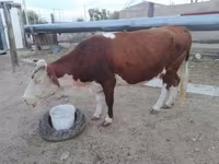 母牛, Latvian Blue cattle — 照片 1