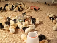 Chickens — Foto 3