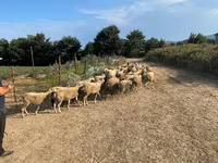 Carnero, Ovejas — foto 3