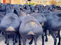 كبش, Baerchuke sheep — الصورة 2